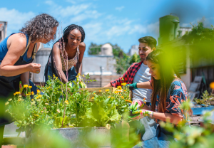 A group of four people are tending to a community garden.